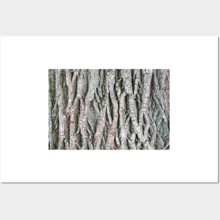 Tree bark background Posters and Art